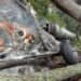 CDS Bipin Rawat Helicopter Crash तमिलनाडु के कुन्नूर में सेना का एमआई-17 वी5 हेलीकाप्टर क्रैश, 13 लोगों की मौत