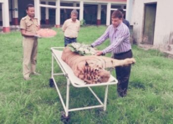 Royal Bengal Tiger Died