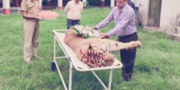 Royal Bengal Tiger Died