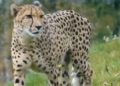 cheetah in india