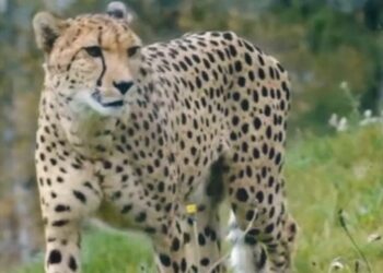 cheetah in india