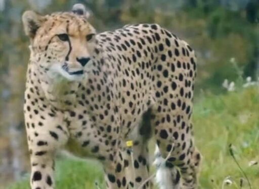 cheetah in india