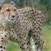 cheetah in india