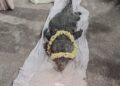 Crocodile Baby