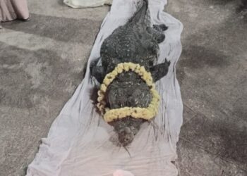 Crocodile Baby