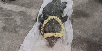 Crocodile Baby