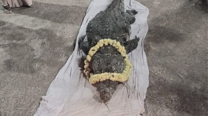 Crocodile Baby