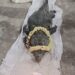 Crocodile Baby