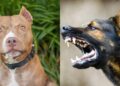Dog Attack