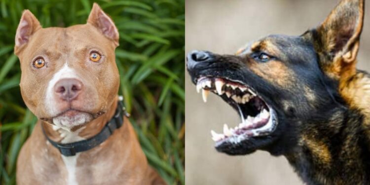 Dog Attack