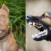 Dog Attack