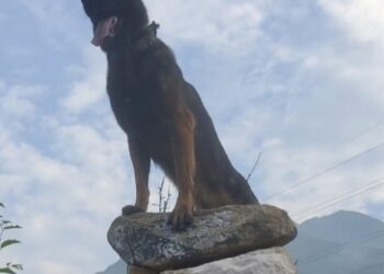 Zoom Dog