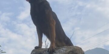 Zoom Dog