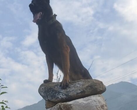 Zoom Dog