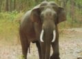 elephant gauri