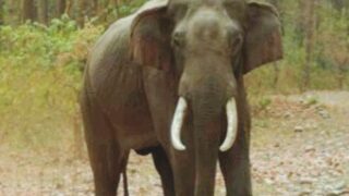 elephant gauri