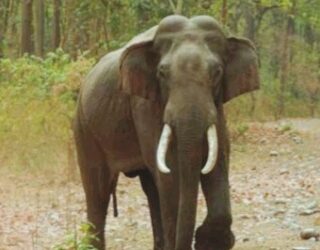 elephant gauri