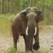 elephant gauri