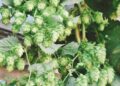 Hop Shoots