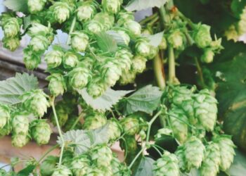 Hop Shoots
