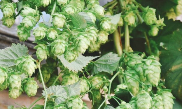 Hop Shoots