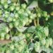 Hop Shoots