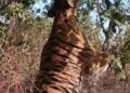 Panna Tiger Death