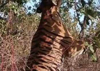 Panna Tiger Death