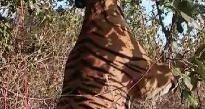 Panna Tiger Death