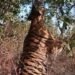 Panna Tiger Death