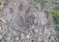 Leopard in Ballia