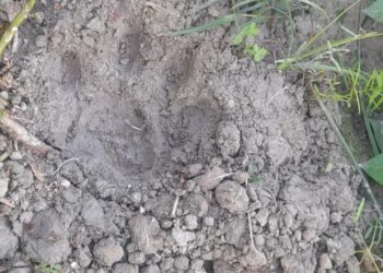 Leopard in Ballia