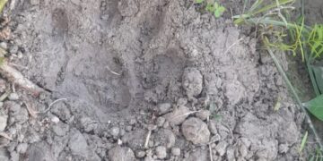 Leopard in Ballia