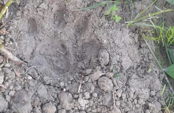 Leopard in Ballia