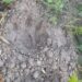 Leopard in Ballia