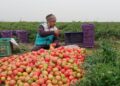 Tomato in Varanasi