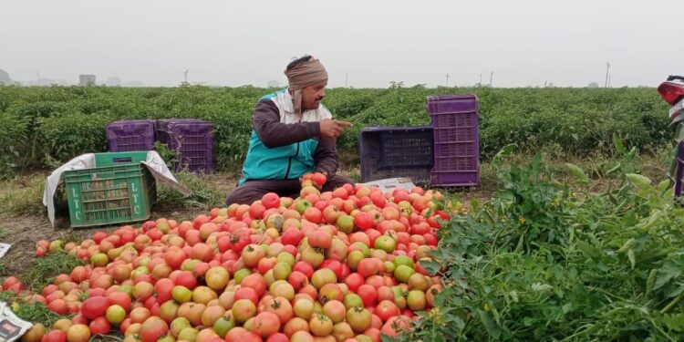 Tomato in Varanasi