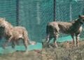 Cheetahs in Kuno