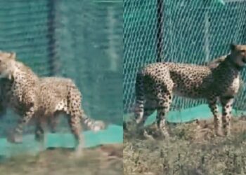 Cheetahs in Kuno
