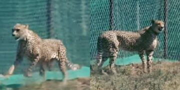 Cheetahs in Kuno