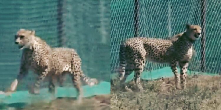 Cheetahs in Kuno