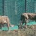 Cheetahs in Kuno