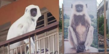 langur in Varanasi