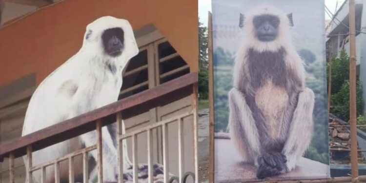 langur in Varanasi