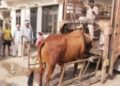 animal law