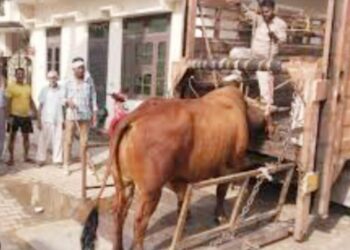 animal law