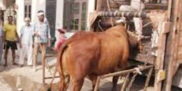 animal law