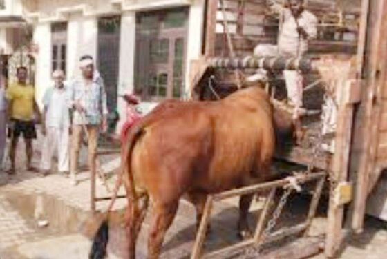animal law
