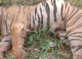 tigress in sonbhadra