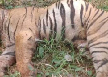 tigress in sonbhadra